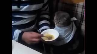 Кота кормят с ложки. A cat is fed from a spoon.