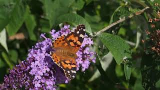 Painted Lady Butterfly (Vanessa cardui)