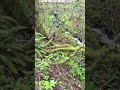 #music #fypシ゚viral #nature