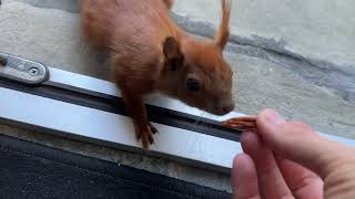 Squirrel Princess Only Eats From Porcelain Plate
