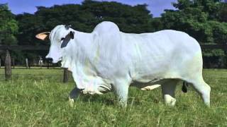 LOTE 64 INDALI FIV CS TOTO CS 3441