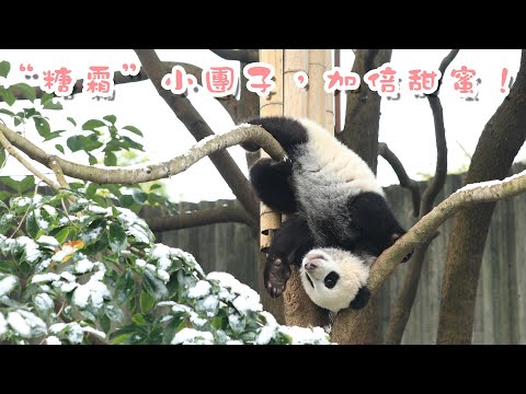 《熊貓主題趴》“糖霜”小團子，加倍甜蜜！ | iPanda熊貓頻道