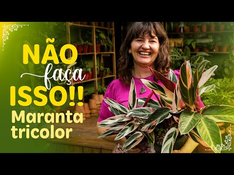 Vídeo: O amaranto pode crescer na sombra?