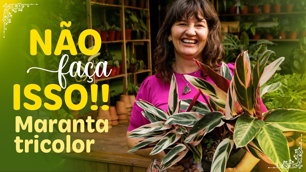 3 Coisas que você NÃO DEVE FAZER com sua Maranta Tricolor