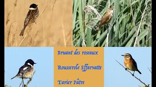 Rousserolle Effarvate, Bruant Des Roseaux Et Tarier Pâtre