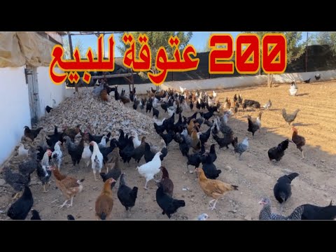 تربية الدجاج 200 عتوقة خليط سلالات 3 اشهر ونصف للبيع 0642416224