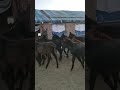 🏃 run before mommy comes #fyp #animalvideos #reels #dogsofinstagram #dogvideo #doggielife #puppy
