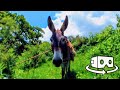 Burro en realidad virtual | Episodio #26