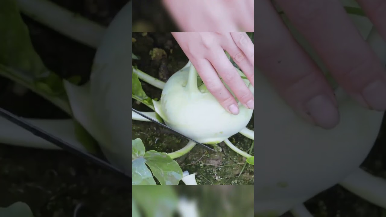 Harvisting The Farm Life Dream Realized 