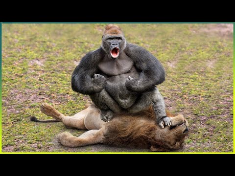 Gorillerin Saldırıya Geçtiği 16 Korkunç An