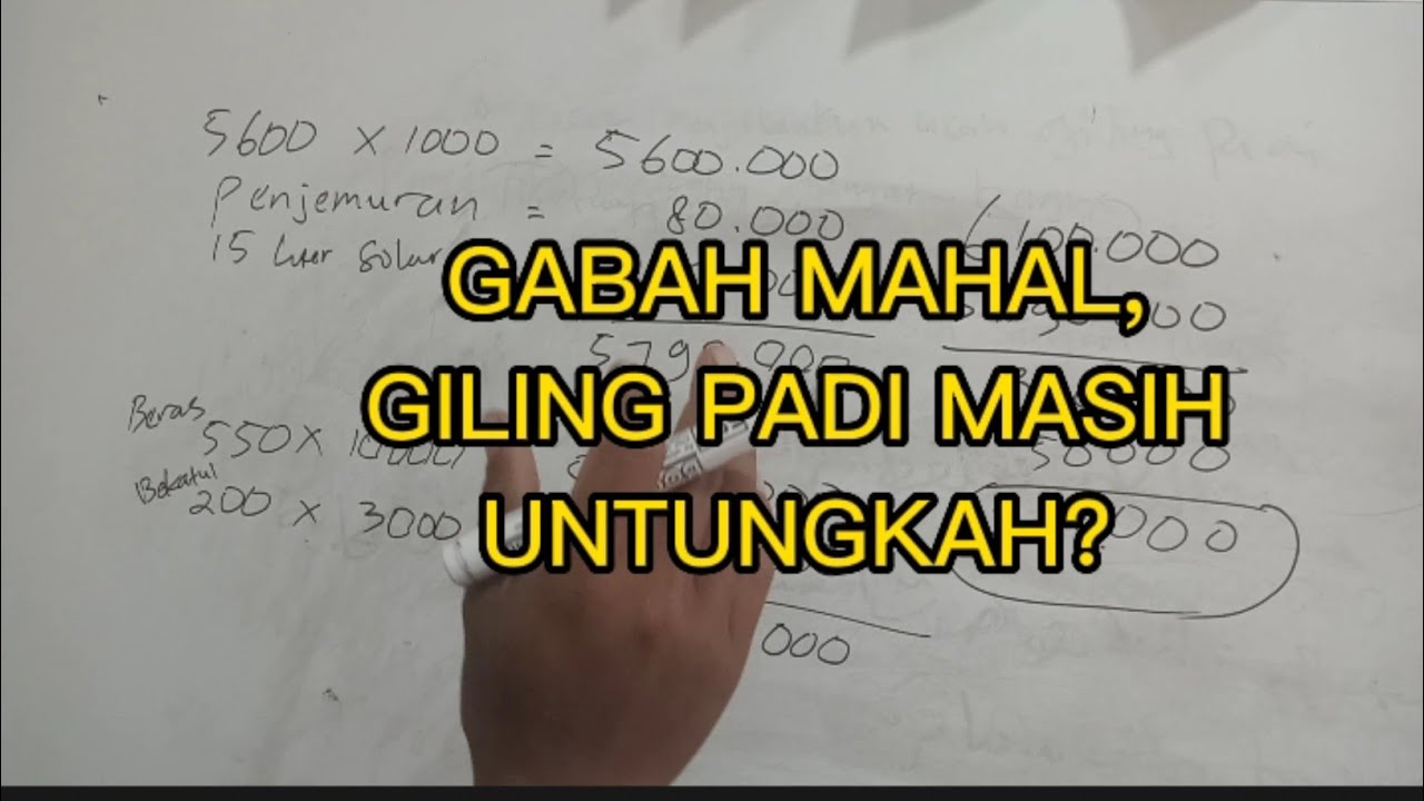 Harga Gabah Mahal, Giling Padi Proses Gabah Menjadi Beras Untungkah?