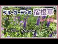 《宿根草メインで作るブルー＆パープルガーデン》育てやすい丈夫な宿根草や一年草をご紹介！