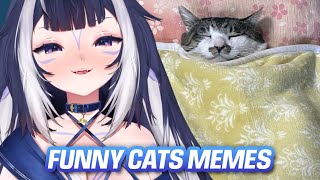 Shylily Reacts to Funny Cat Memes to Watch When You Cant Sleep