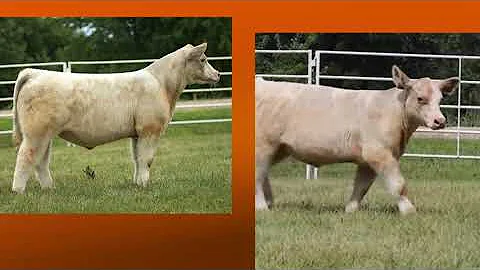 Incredible Club Calf Sale