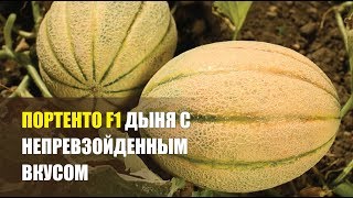 Портенто F1 - дыня с непревзойденным вкусом