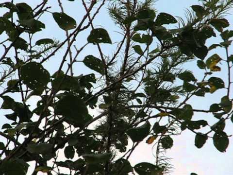 Poecile palustris calling