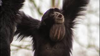 Siamang calls