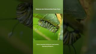 Fakta alamiah manfaat berpuasa #Puasa #Fasting #Butterfly #Kupu-kupu #Ulat #Caterpillar #Metamorfosa