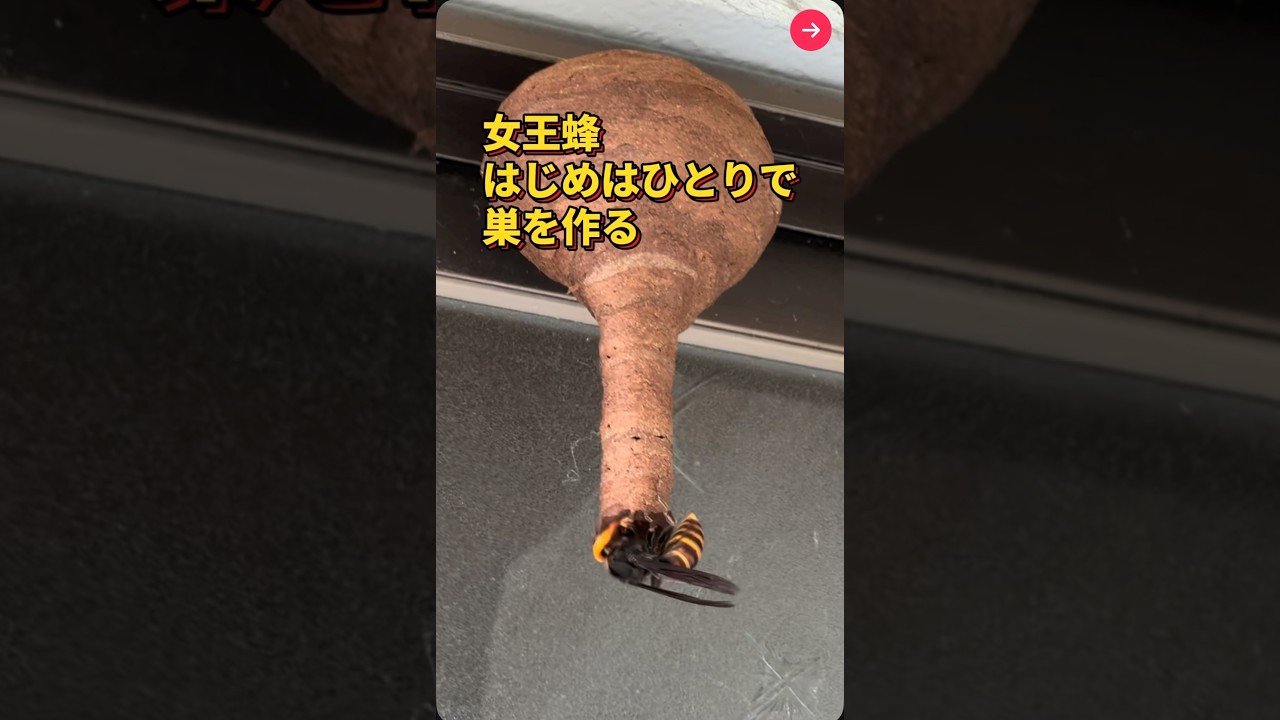 【スズメバチ】5月のスズメバチは、女王蜂が1人で巣を作ります。設計図もないのに素晴らしい作品を作り上げるのです🐝 #スズメバチ