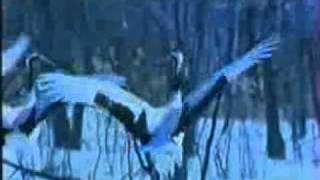 The Glacier Fox Full Movie.2.mp4