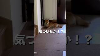 柴犬とん君のママ帰宅　#柴犬　#柴犬とん