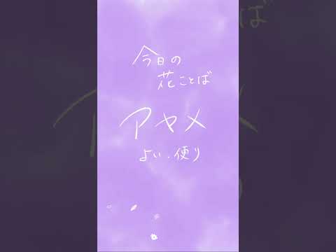 アヤメ｜花ことば「よい便り」朝に届くやさしい花ことば
