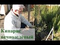 Кипарис вечнозелёный в #Запорожье.  Усложняю условия