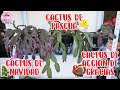 Cactus de navidad, cactus de pascua y cactus de acción de gracias CÓMO DIFERENCIARLOS │Candy Bu