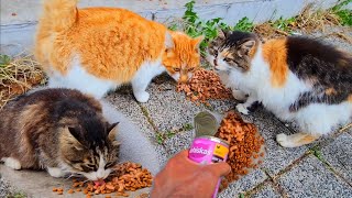 I called cats that were waiting for someone to give them leftovers.., and i fed them delicious food by Cute Kittens 641 views 3 weeks ago 3 minutes, 2 seconds