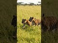 #AI#Lion and #Tiger #Walking#Trending #Short