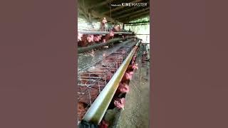 STORY WA DETIK DETIK AYAM BERTELUR