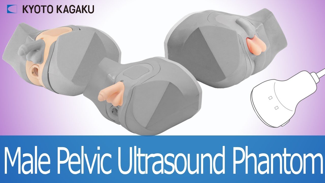 Male Pelvic Ultrasound Phantom introduction KyotoKagaku