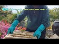 80회/토종벌(경북 칠곡군에서)24년 신왕 분양합니다 01059142888