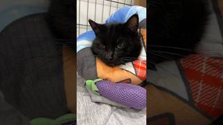 You, sir, do not have a pair of…