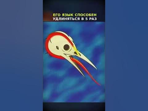Язык дятла полностью охватывает его мозг! #shorts - YouTube