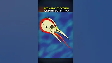 Язык дятла полностью охватывает его мозг! #shorts