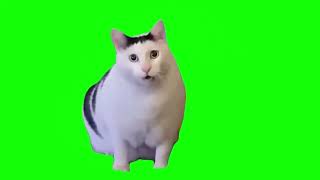 Huh? Cat Green Screen Meme No Copyright Free Download