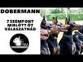 Mielőtt kutyát vennél - A DOBERMANN - 7 fontos szempont! DogCast TV