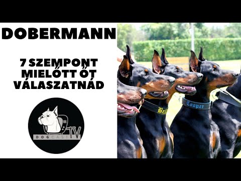 Videó: A Dobermani Kutyafajta Eredetének Története