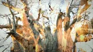 The Upside Down Tree