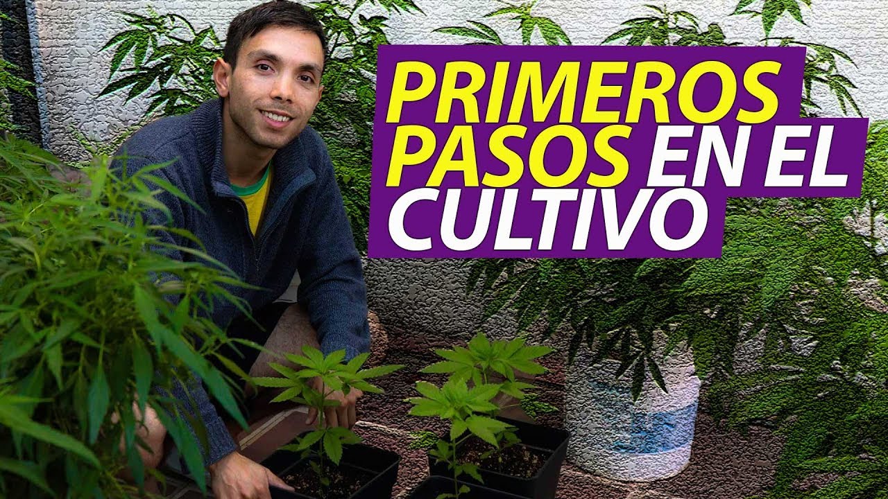 Cuál es la mejor forma de germinar semillas de marihuana? — Delaferia Chile