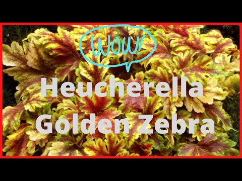 Video: Geyherella (42 Bilder): Namnen På Sorter Och Typer Av örtväxter För öppen Mark. Golden Zebra And Stoplight, Brass Lantern Och Tapestri