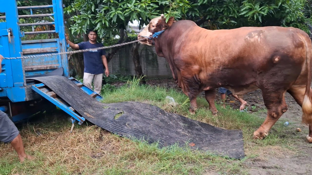 TRANSFER GILA 12 SAPI RAKSASA 76 HARIMAU SUMATERA KE SUMBER TERNAK FARM NAIK TRUK LONG MBOIS‼️🔥🔥🔥