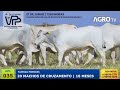 035 20 MACHOS CRUZAMENTO 18 MESES