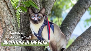 Siamese Cat Conquered the Outdoors: Adventures & Tree Climbing!