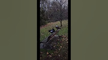 الحوار  الاخير .. من سورة القيامة 🤎🧡🩶 تلاوة خاشعة للقاري @islam_sobhi