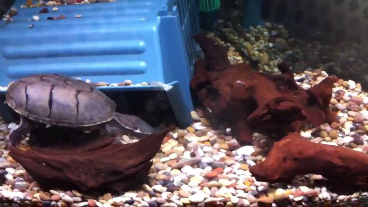 Musk Turtles eating Earthworm YouTube