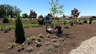 Planting Birch Trees & 3 Varieties of Groundcovers!  // Garden Answer