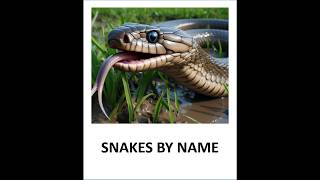COMMON SNAKES BY NAME  PART1