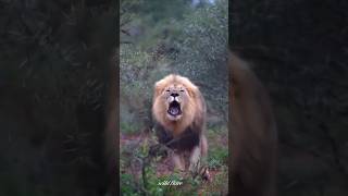 Angry lion 😡 #lion #roar #angry